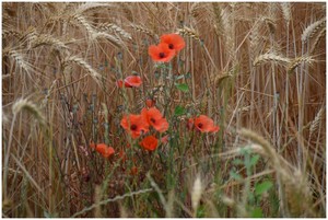 Le coquelicot, gage de santé des cultures